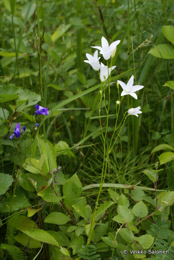 Kukkien puhtaanvalkoinen vri on harvinainen poikkeus.