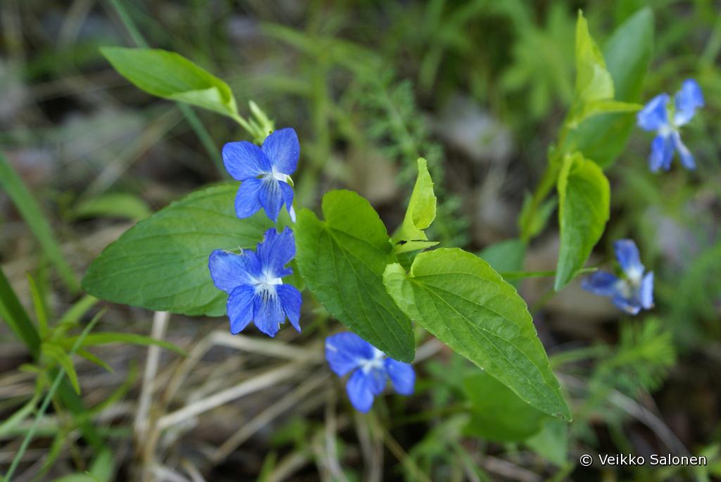 Kuvassa kukkien vrit ovat vristyneet  alkuperist sinisempn svyyn.