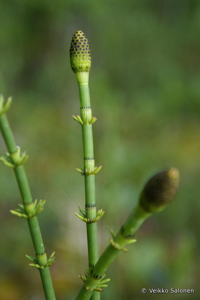 J rvikorte Equisetum Fluviatile Lajitiedot Nettikasvio