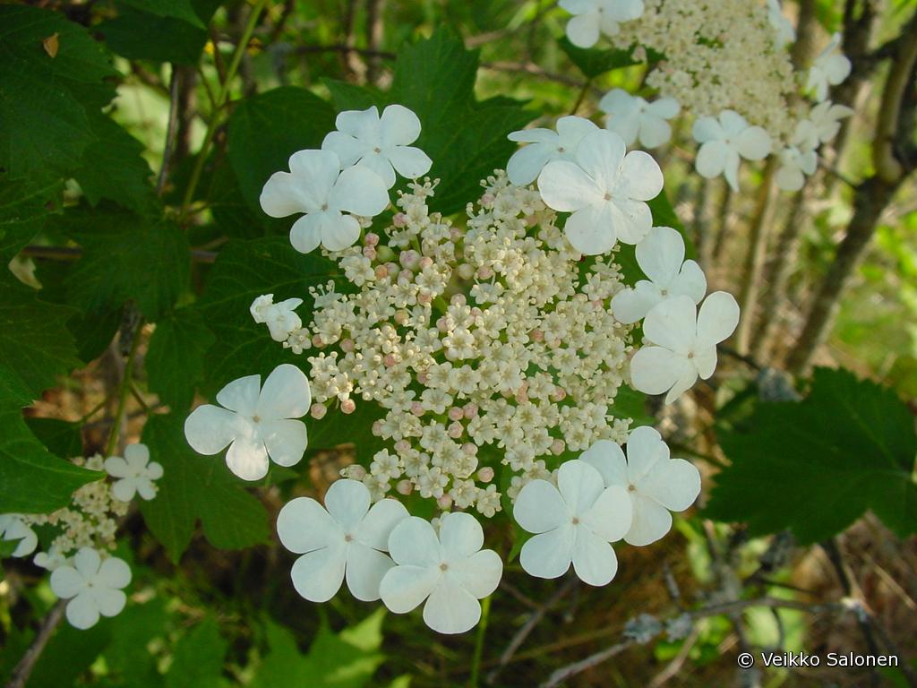 Kukinto on kaksiosainen: keskell varsinaiset kukat, laidoilla valkoisia, steriilej kukkia.
