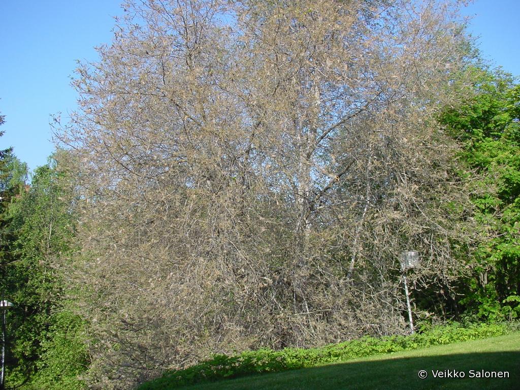 Tuomenkehrjkoin lehdettmksi sym tuomi. Puu on sama yksil kuin edellisess kuvassa.