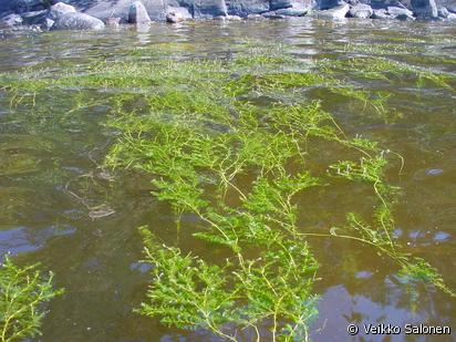 Ahvenvita Potamogeton Perfoliatus Lajitiedot Valokki Nettikasvio Ahvenvita Potamogeton Perfoliatus Lajitiedot Valokki Nettikasvio