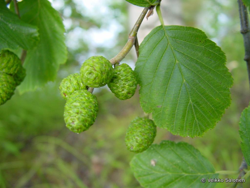 Harmaalepp Alnus Incana Lajitiedot Nettikasvio Harmaalepp Alnus Incana Lajitiedot Nettikasvio