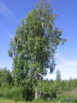 Hieskoivu (Betula pubescens) - Lajitiedot - Valokki - Nettikasvio