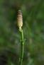 J rvikorte Equisetum Fluviatile Lajitiedot Valokki Nettikasvio