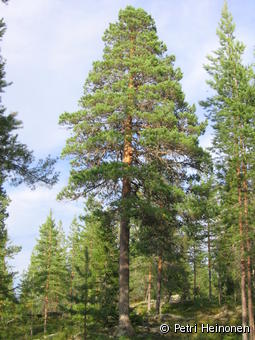 Metsämänty (Pinus sylvestris) - Lajitiedot - Valokki - Nettikasvio