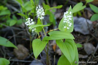 Oravanmarja Maianthemum Bifolium Lajitiedot Valokki Nettikasvio Oravanmarja Maianthemum Bifolium Lajitiedot Valokki Nettikasvio