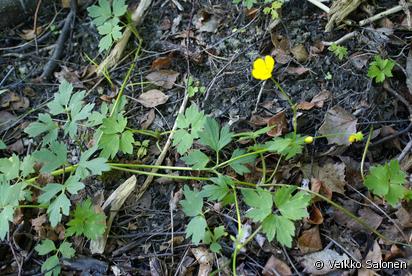 R nsyleinikki Ranunculus Repens Lajitiedot Valokki Nettikasvio R nsyleinikki Ranunculus Repens Lajitiedot Valokki Nettikasvio