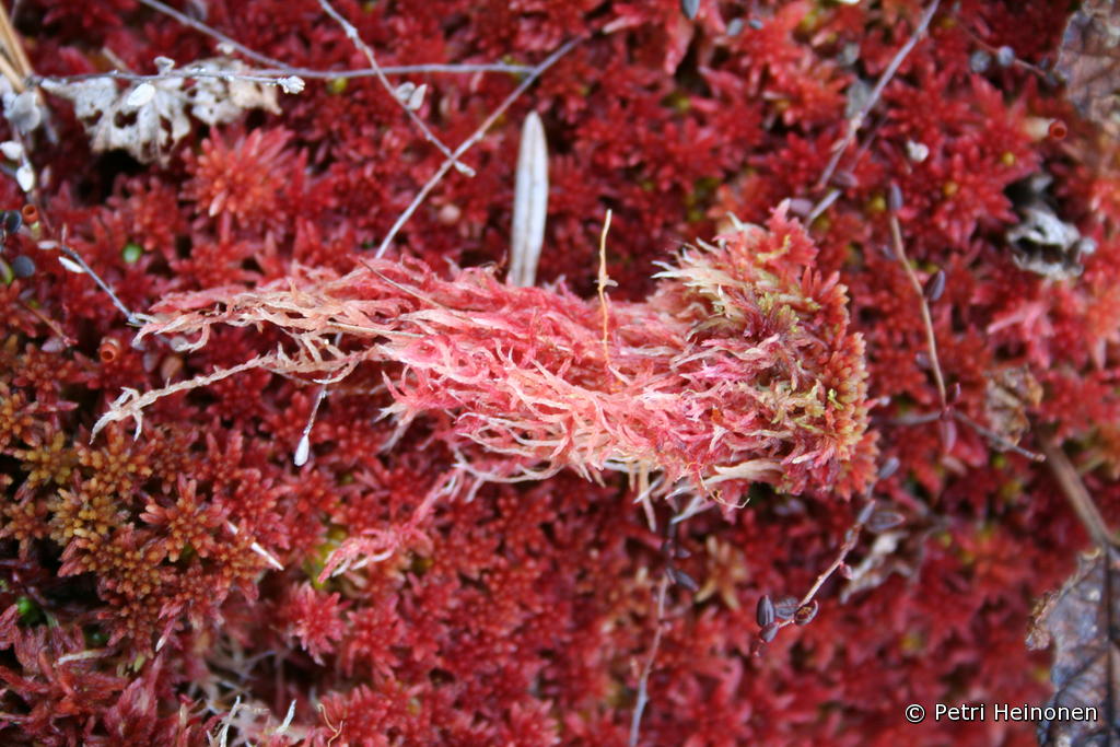 Kuvassa kirkkaan punaisena erottuva rusorahkasammal (Sphagnum rubellum).