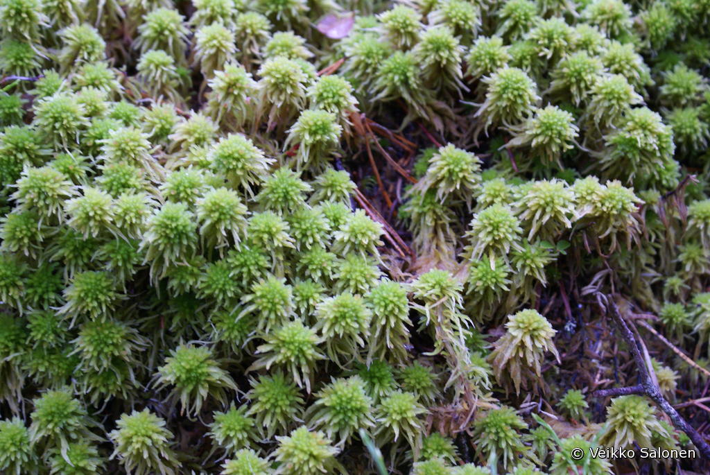 Kuvassa pallorahkasammal (Sphagnum wulfianum).